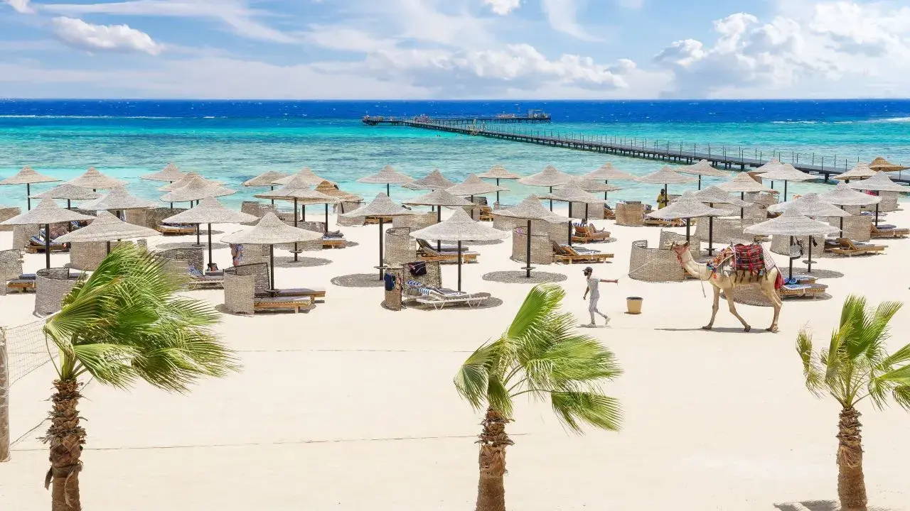 Piękna plaża z palmami, leżakami i wielbłądem. Idealne miejsce na wakacje, zgodnie z protels crystal beach resort opinie.