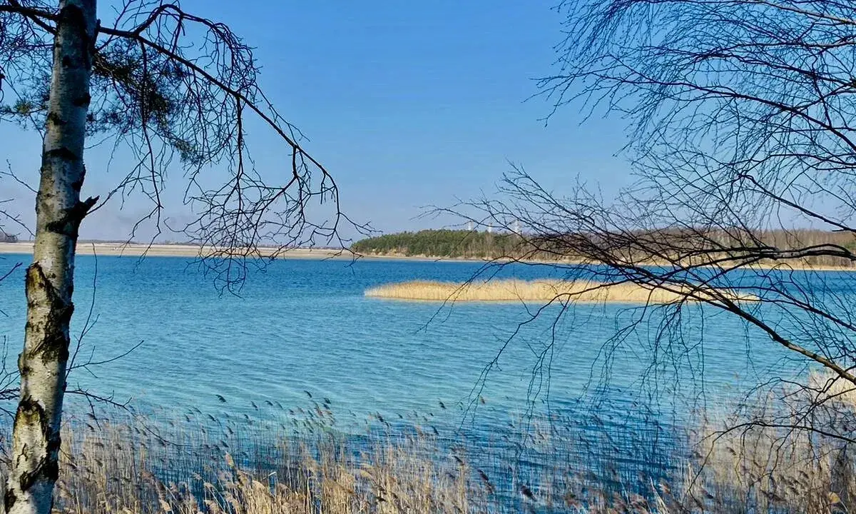Turkusowe jezioro z trzcinami na pierwszym planie i drzewami w tle.