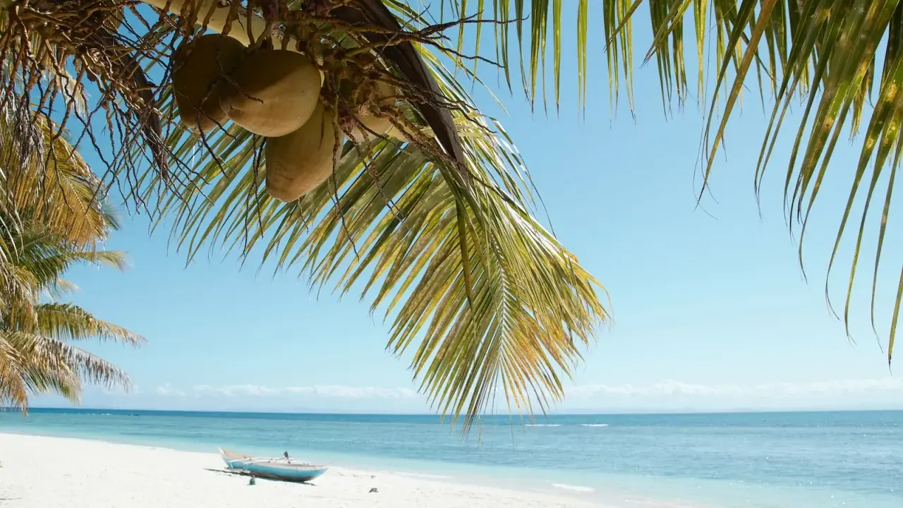 Palmy z kokosami nad białą plażą i turkusowym morzem. Marzysz o podróży? Sprawdź, ile się leci na Madagaskar!