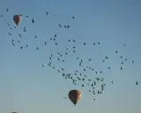 Dwa balony na gorące powietrze i stado ptaków na tle błękitnego nieba.