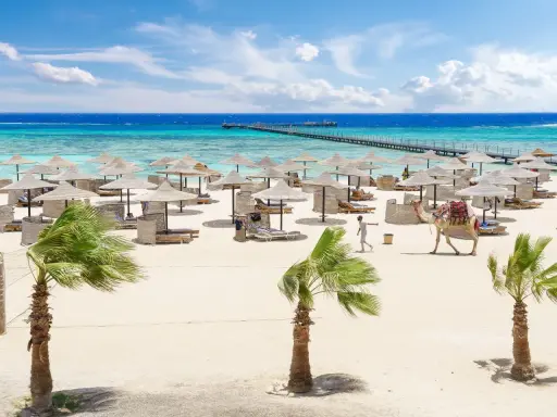 Piękna plaża z palmami, leżakami i wielbłądem. Idealne miejsce na wakacje, zgodnie z protels crystal beach resort opinie.