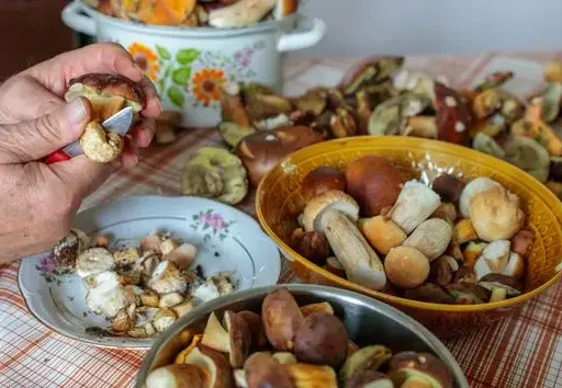 Jak przewieźć grzyby? Poradnik, by zachowały smak i świeżość!
