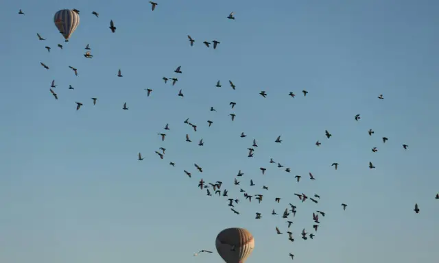 Dwa balony na gorące powietrze i stado ptaków na tle błękitnego nieba.