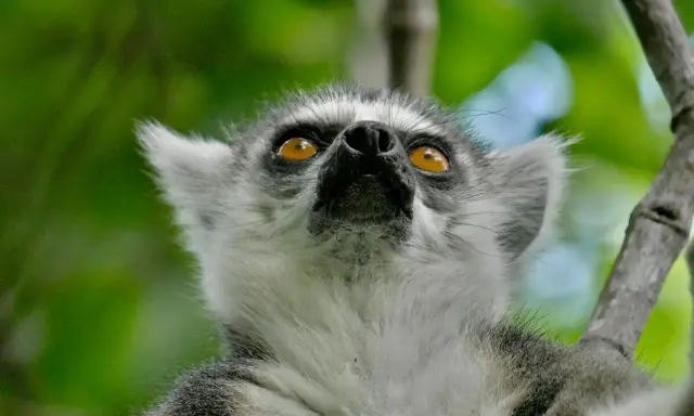 Lemur z Madagaskaru z pomarańczowymi oczami patrzący w górę na tle zieleni.